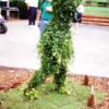 Topiary Frame of lady golfing .  Shown here with ivy covering.  